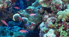 珊瑚礁论文:描述性写作指南